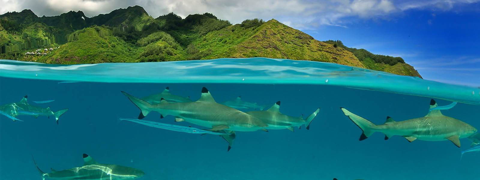 Moorea Whale Swimming