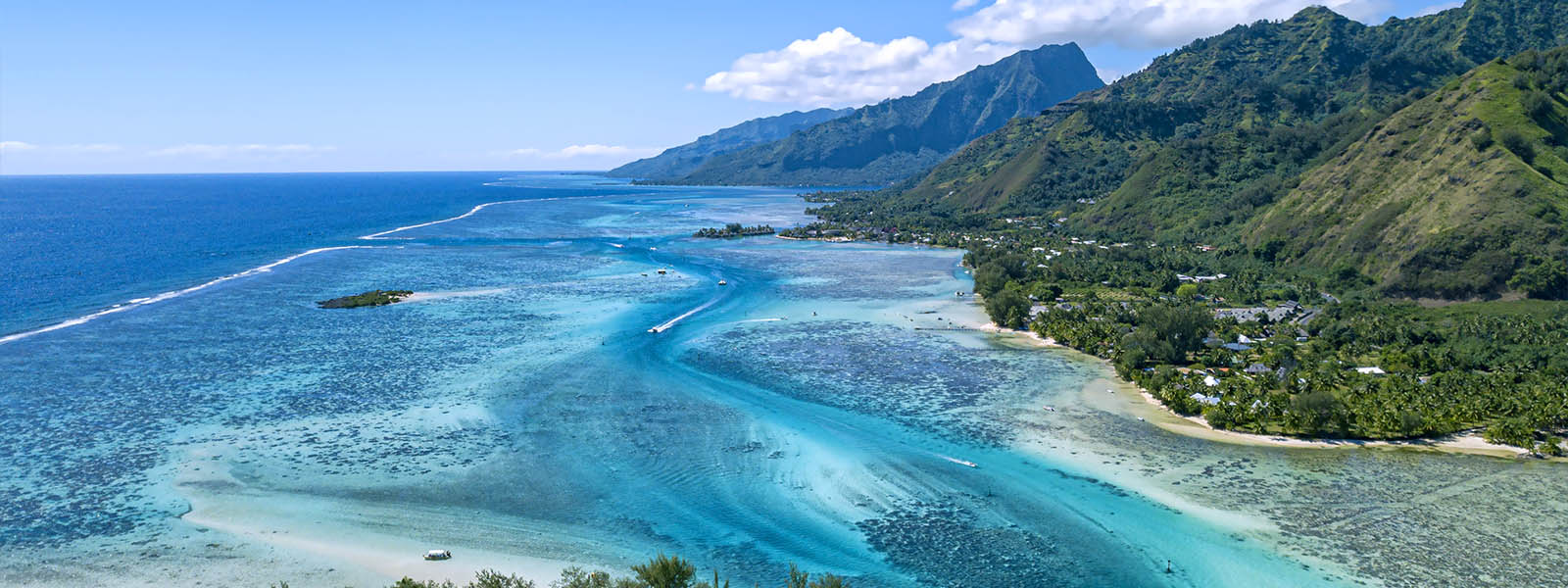 Moorea Whale Swimming