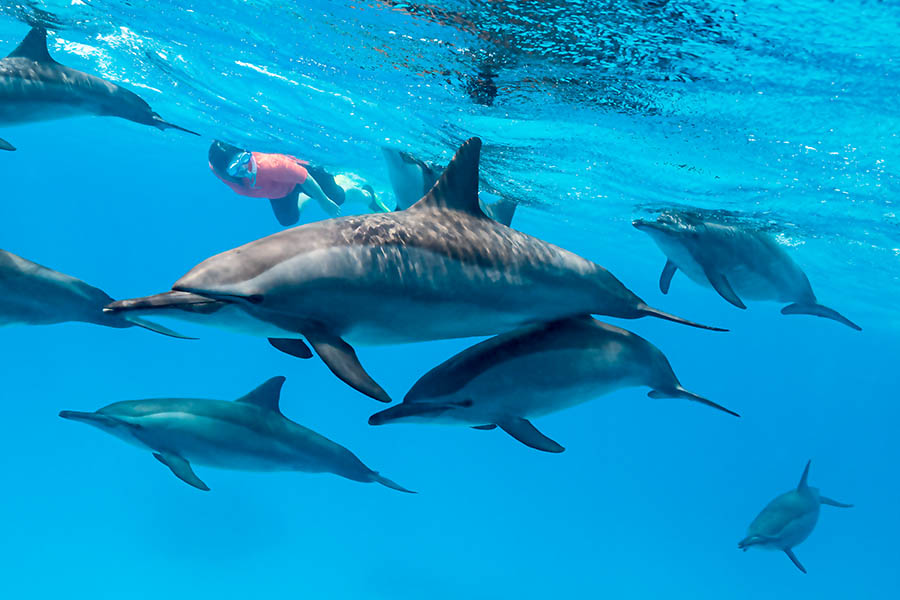 Moorea Dolphin Swimming Moorea Dolphin Swimming