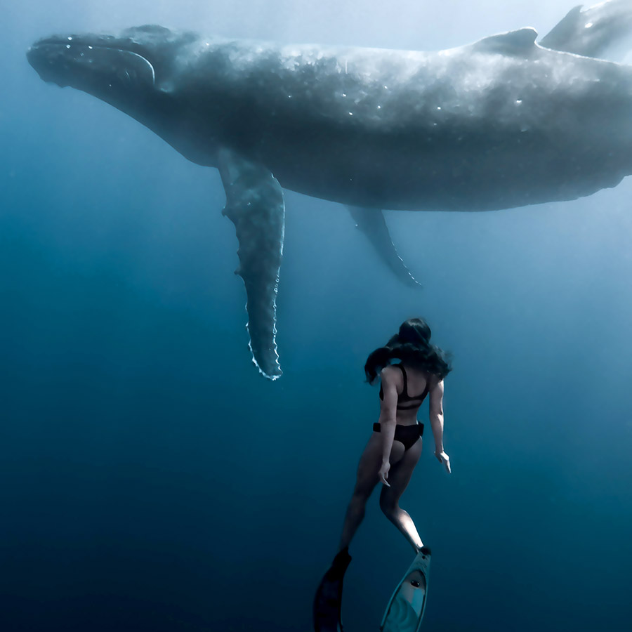 Moorea Dolphin Swimming