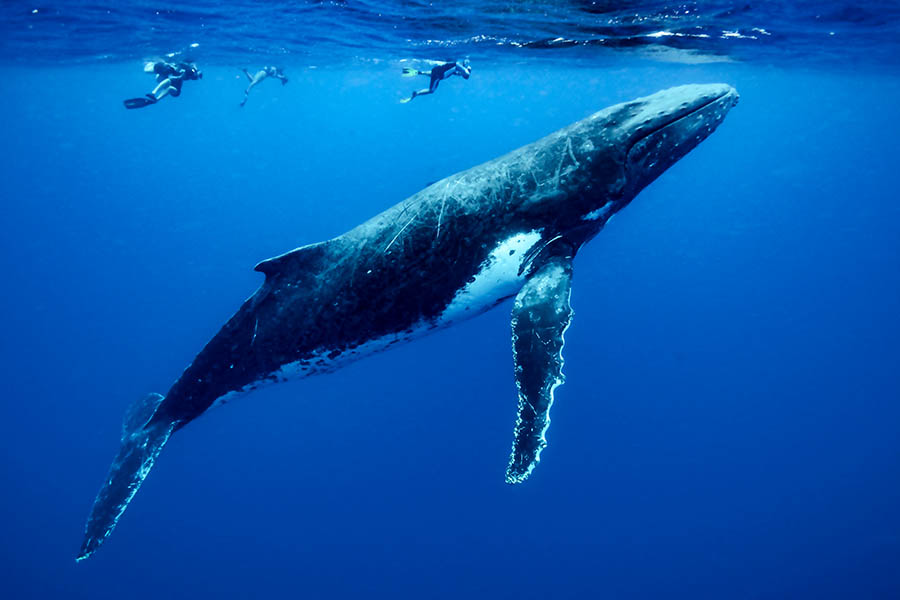 Moorea Whale Swimming Moorea Whale Swimming
