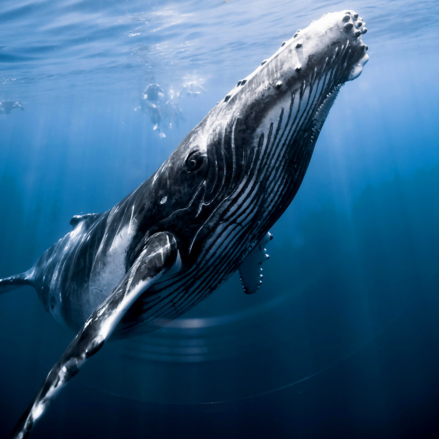 Moorea Whale Swimming Moorea Whale Swimming