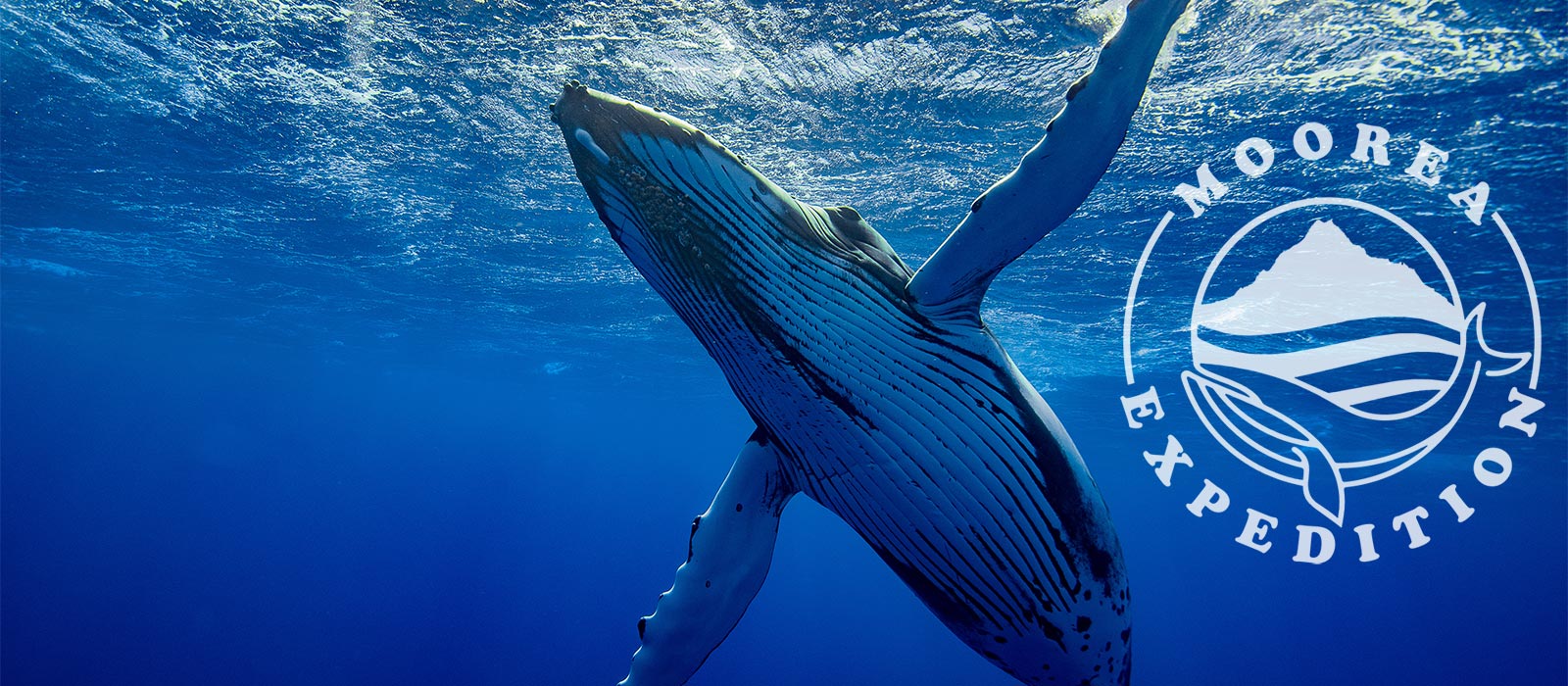 Moorea Expedition Whale swimming