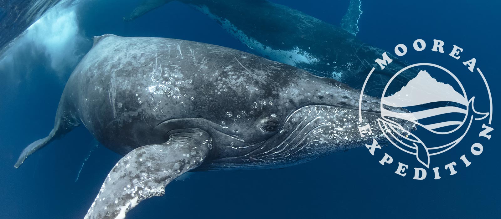 Moorea Expedition Whale swimming
