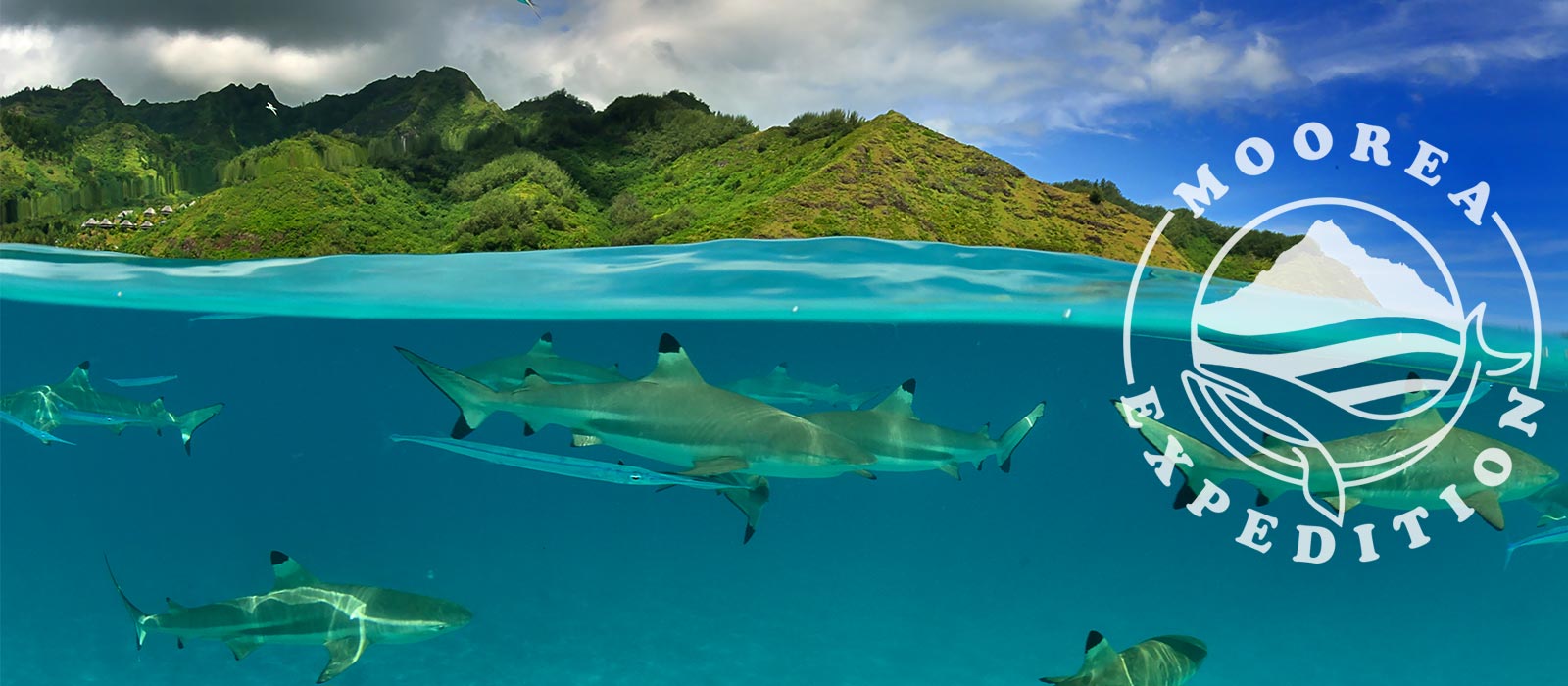 Moorea Expedition Whale swimming