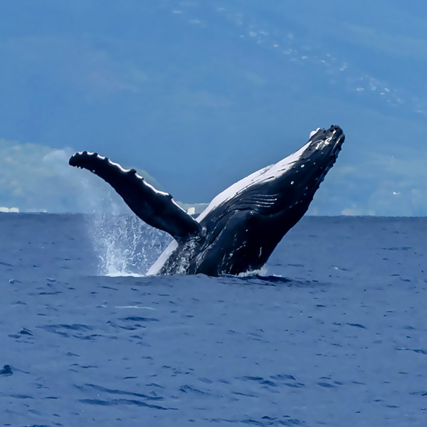 Moorea Whale Watching Moorea Whale Watching