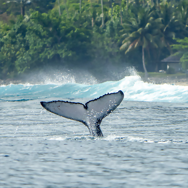 Moorea Whale Watching Moorea Whale Watching