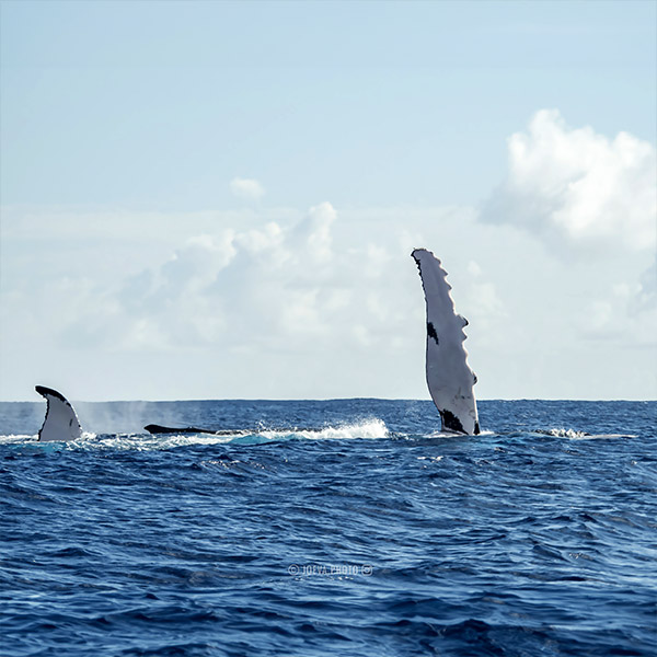 Moorea Whale Watching Moorea Whale Watching